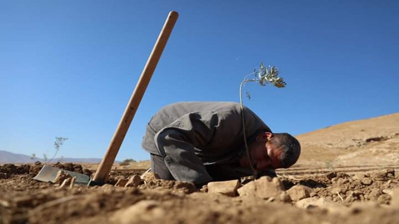 فلسطين المحتلة: مقاومة.. بالزيتون