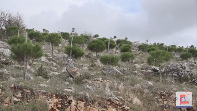 نحو لبنان الأخضر .. بلديّة زلاّيا تزرع ألف غرسة صنوبر