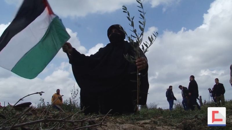 أشجار الزيتون في غزة.. رمزُ تمسك الفلسطينيين بأرضهم