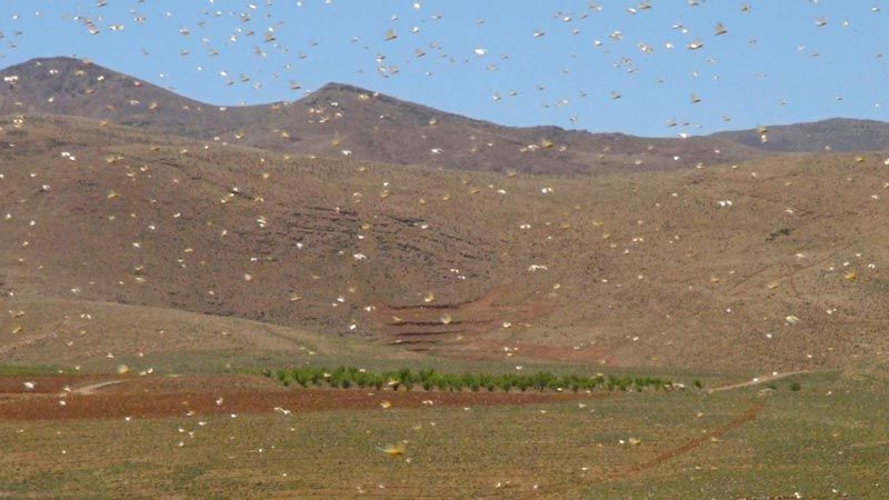 انطلاق الحملة الثانية لمكافحة الجراد في البقاع