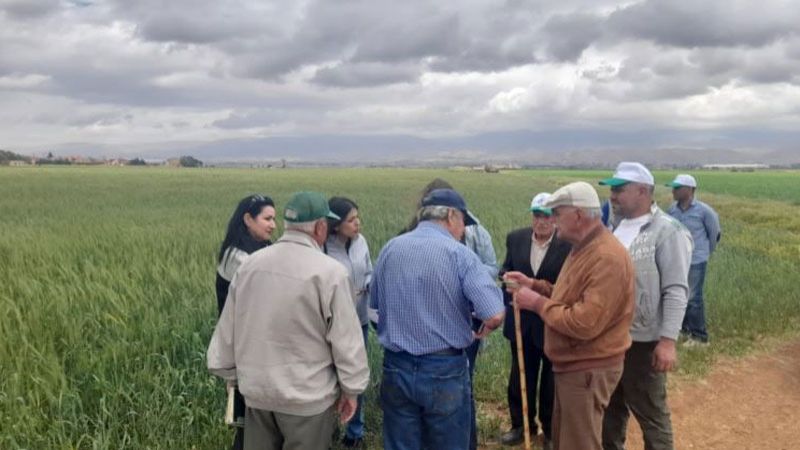 خبراء زراعيون تفقّدوا حقول القمح الطري في بعلبك: نتائج واعدة وإنتاجية عالية