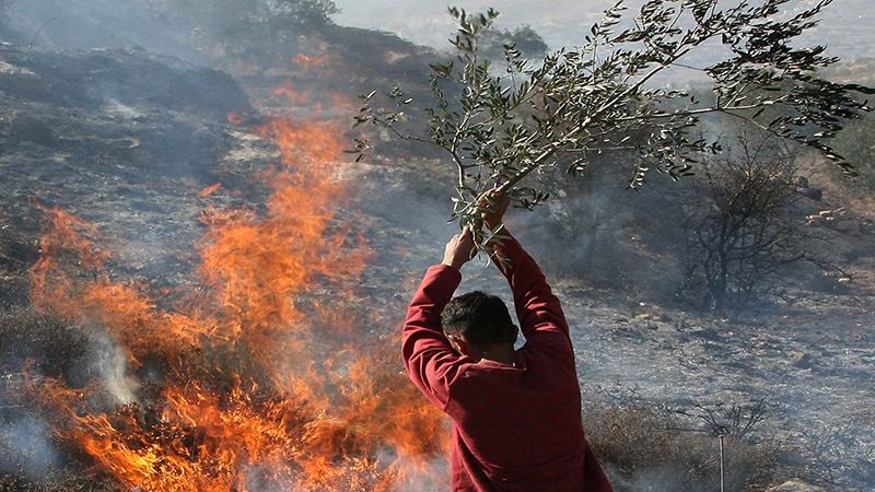 فلسطين: المستوطنون يشعلون النيران بأشجار الزيتون في وادي قرية اللبن الشرقية جنوب نابلس