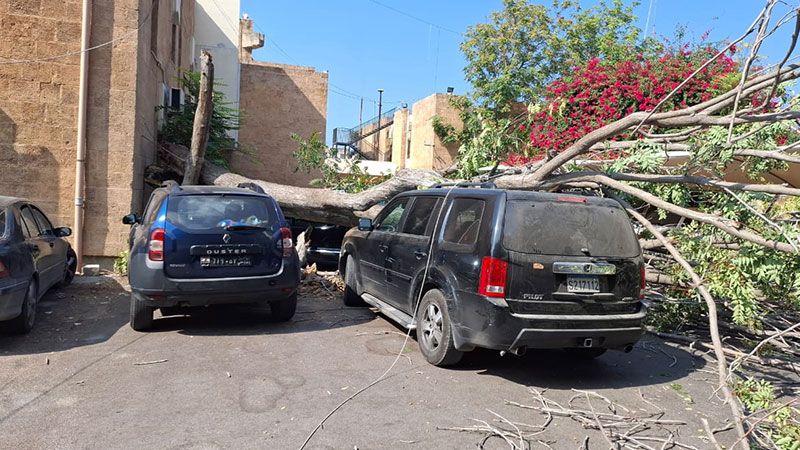 لبنان| إصابة طفيفة وتضرر سيارة بسقوط شجرة معمرة في سرايا صيدا  