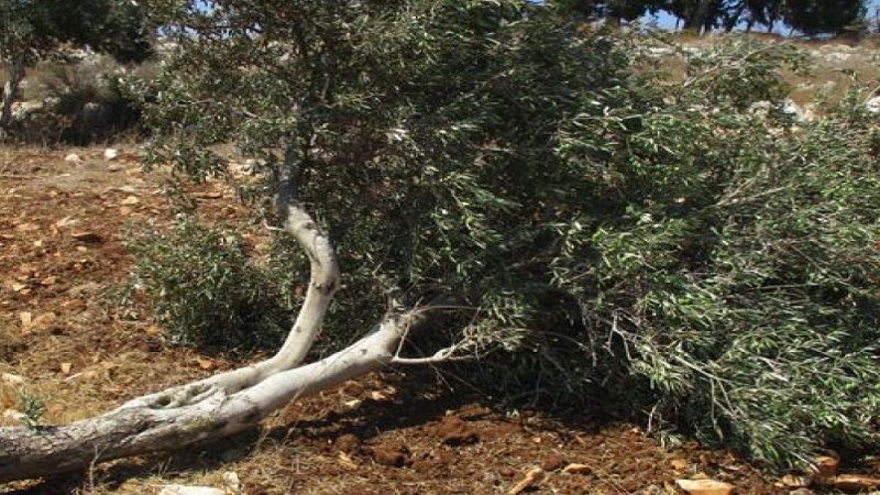  فلسطين المحتلة| الاحتلال يقتلع مئات أشجار الزيتون واللوزيات في دير أستيا غرب سلفيت