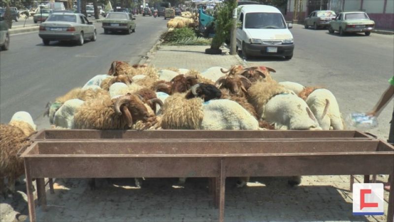 بالفيديو: اضاحي العيد تنتشر في شوارع طرابلس